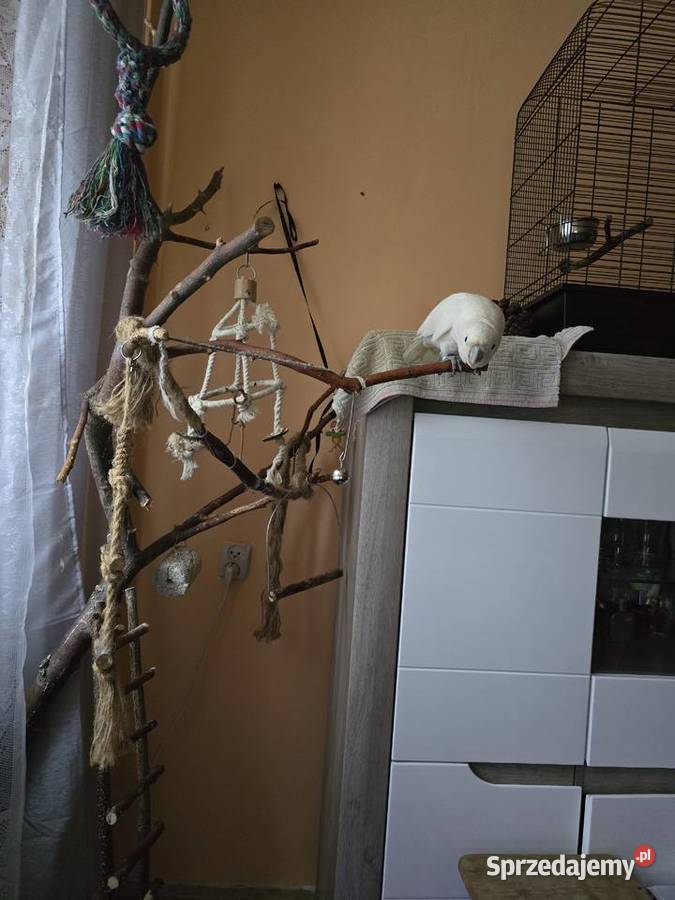 Kakadu goffini RK z wolierą Ptaki mazowieckie Warszawa