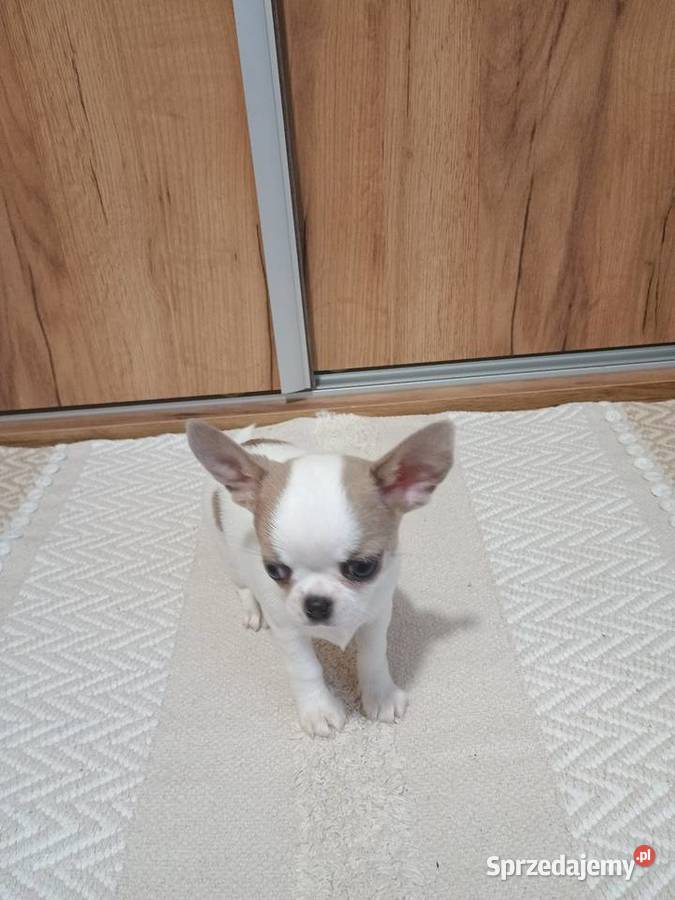 Chihuahua piękny chłopczyk Kleszczów
