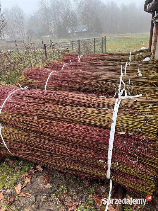 Wiklina sortowana 220 około 25 tony Korczowiska
