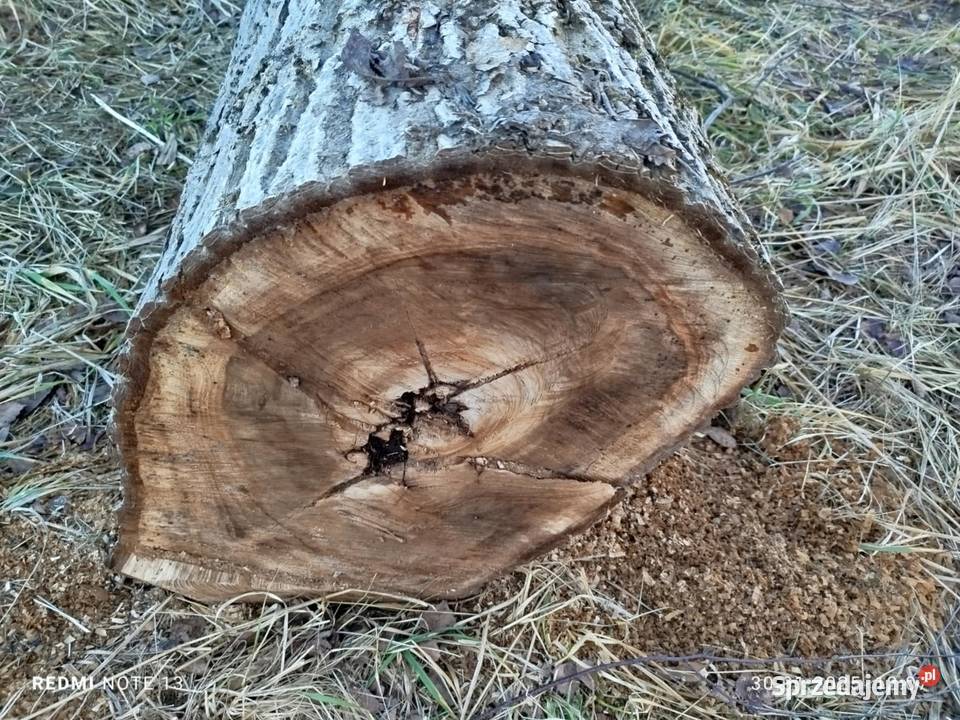 Kloc kłoda pień orzecha włoskiego 04 kubika Sieklówka sprzedam