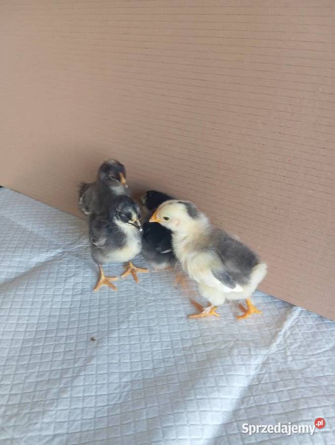 Kurczaki Silverudd Marans Tęczanka Czernichowska lubuskie Stare Kurowo