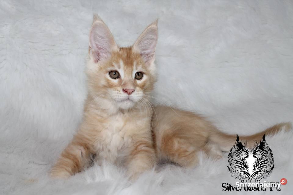 Kocurki Maine Coon behawiorysty Nowa Ruda