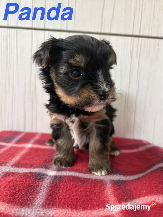 Do Rezerwacji Panda Yorkshire Terrier Biewer Konin