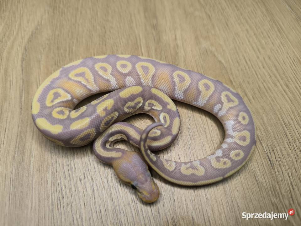 Pyton królewski Banana Mojave poss Fire het mazowieckie Makowiec