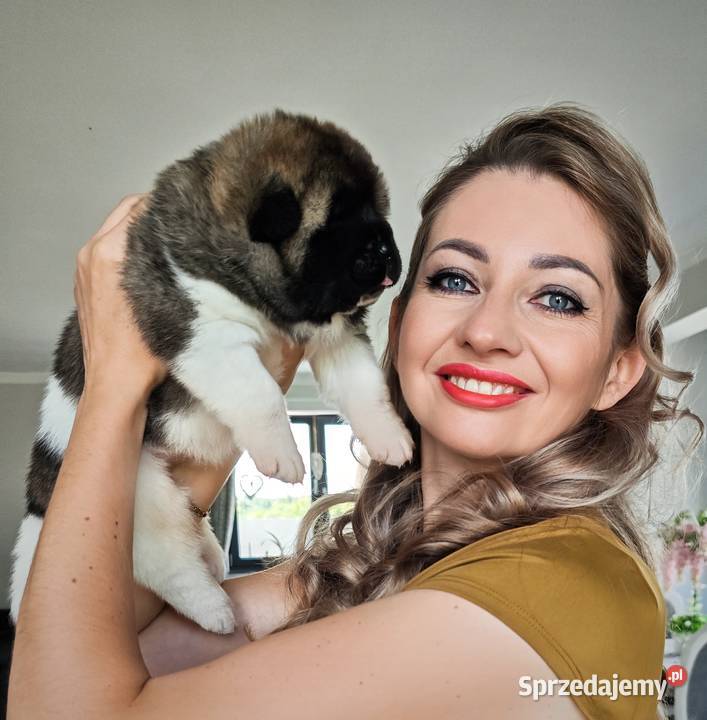 Akita Amerykańska szczeniak Akita Wrocław