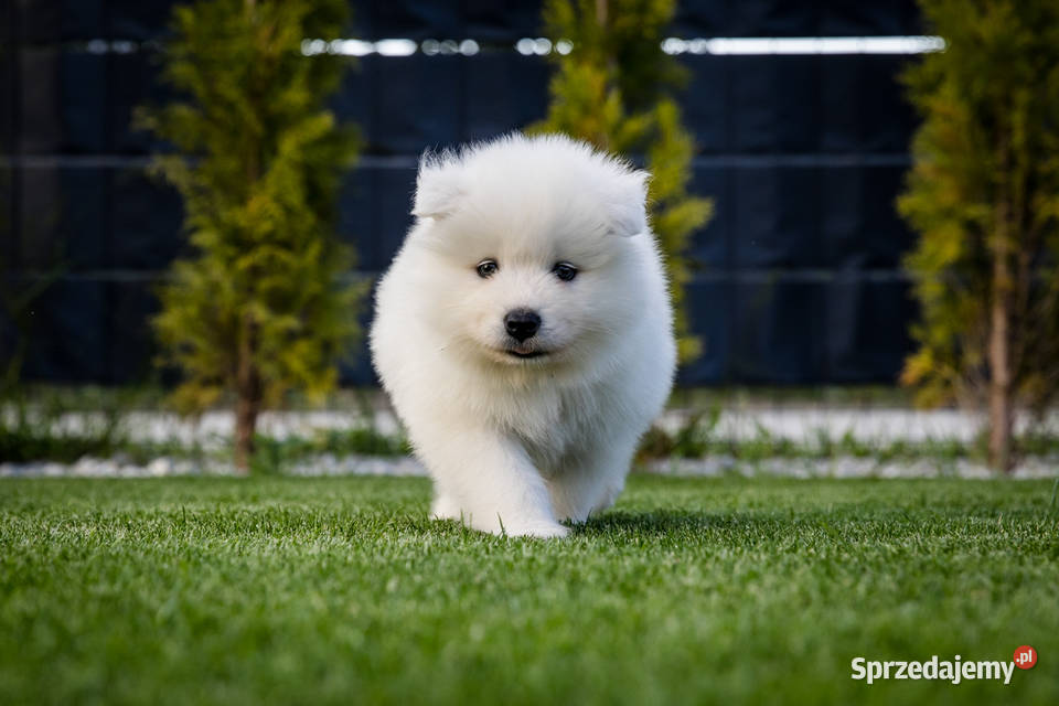 Samoyed ZKwPFci Brodowo