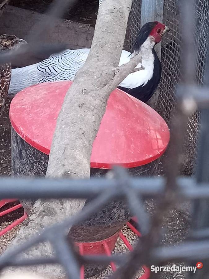 Bażant srebrny i bażancia bananowa Drób i ptactwo małopolskie Ciężkowice