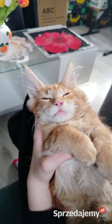 Maine Coon odbiór już na majówkę ostanie 3 Starogard Gdański sprzedam
