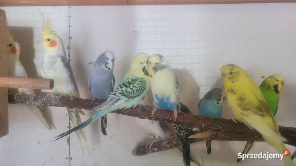 Papugi faliste małopolskie sprzedam