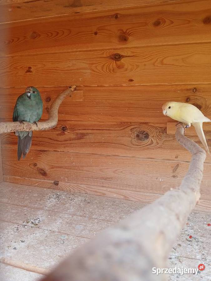 Woliera z papugami okazja Ptaki Zgórze