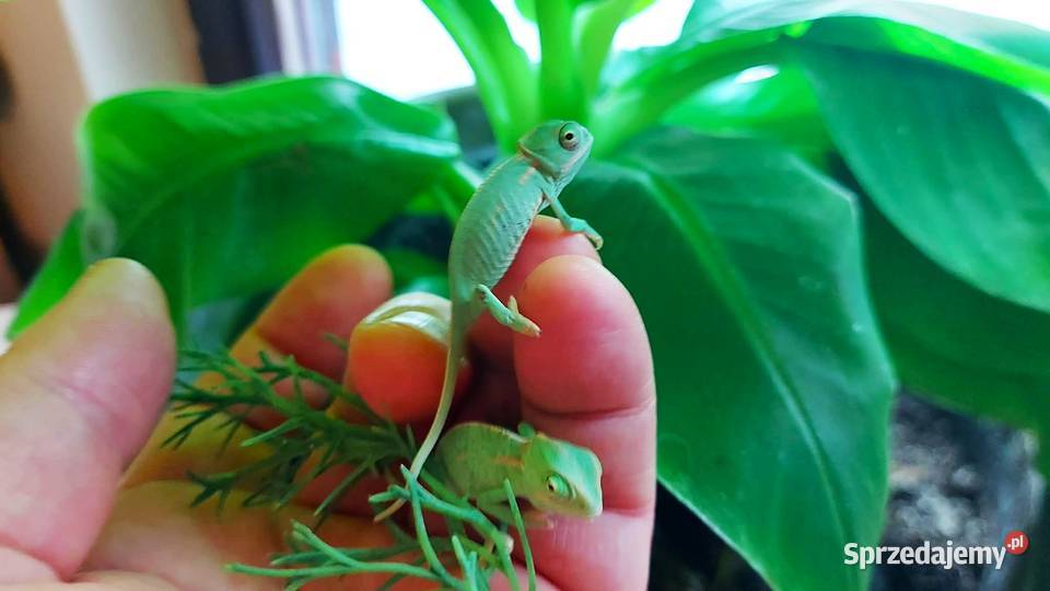 Kameleon jemeński kameleony jemeńskie młode z Wilkasy