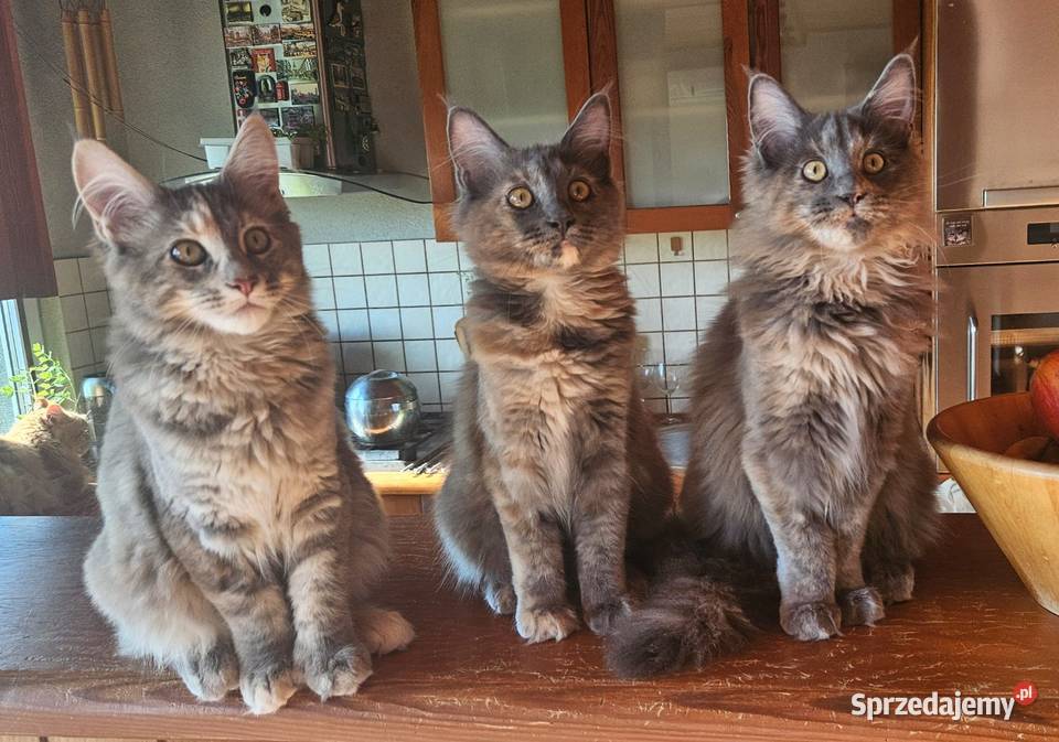 Kocięta Maine Coon Niebieska Kotka Szylkretka Maine Coon
