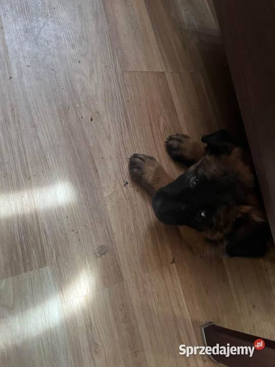 Owczarki Belgijskie Malinois Mokrzyska sprzedam