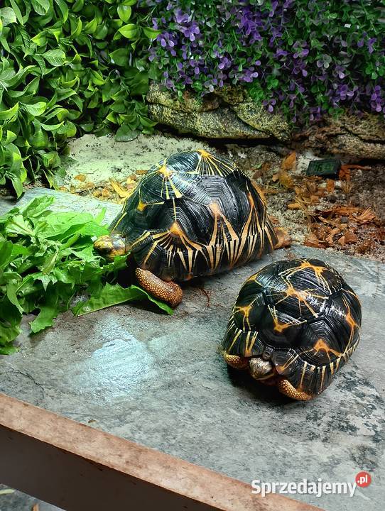 3 poziome terrarium z 2 żółwiami Promienistymi i