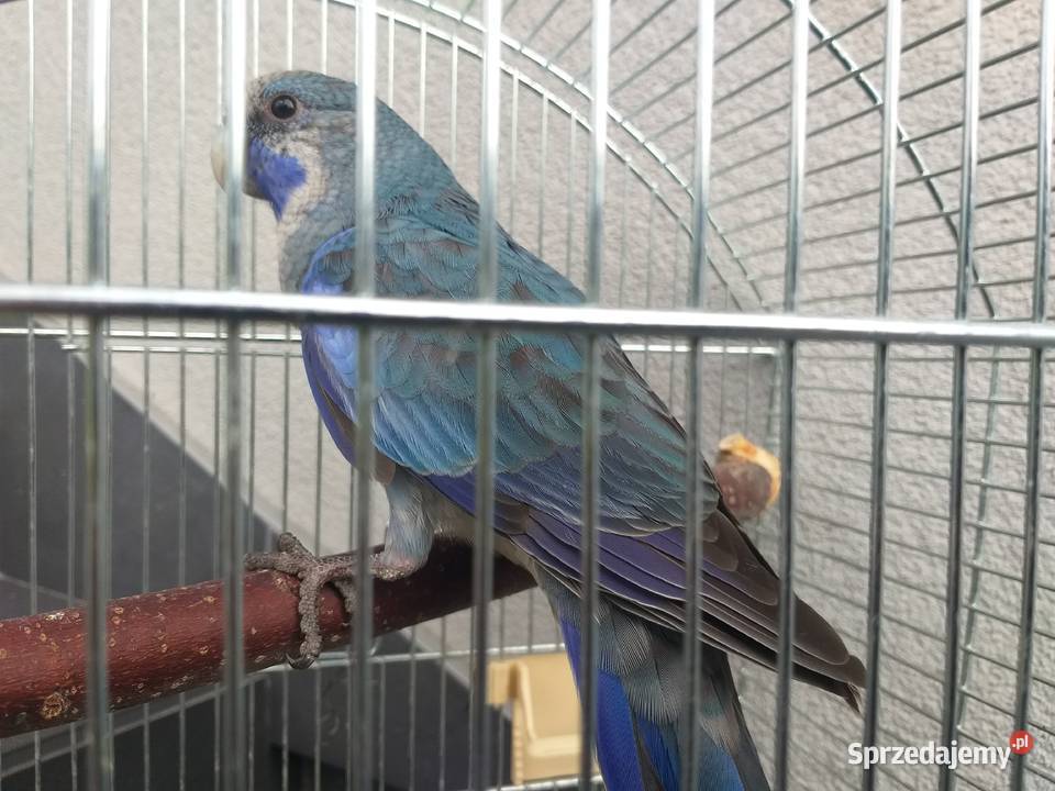 Papuga razella królewskia małopolskie Wieliczka