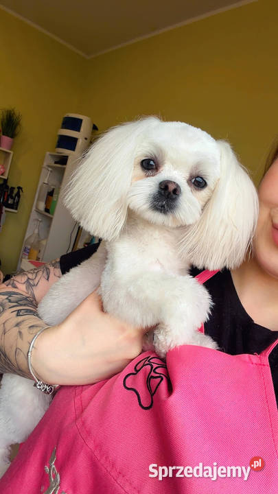 Maltańczyk mini suczka odbiór 06062026