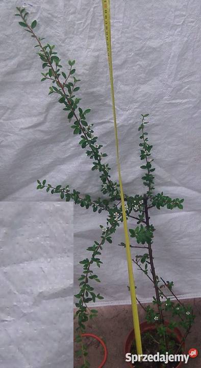 Irga płożąca Bydgoszcz