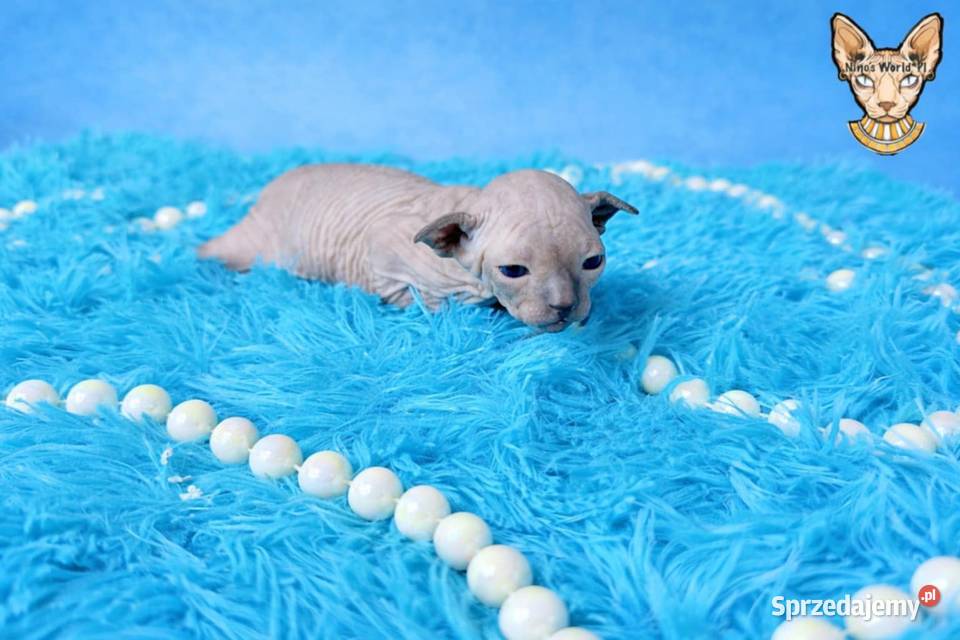 Sfinks kanadyjsky Grodzisk Mazowiecki