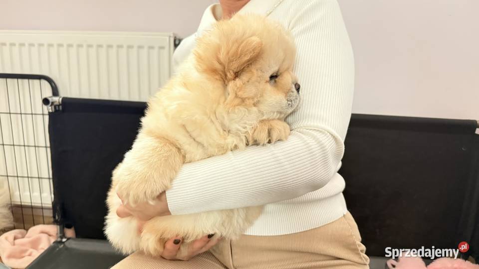 CHOW CHOW szczenięta kremowe Łódź