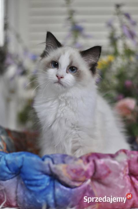 BEEBEE słodka koteczka ragdoll Lidzbark Warmiński