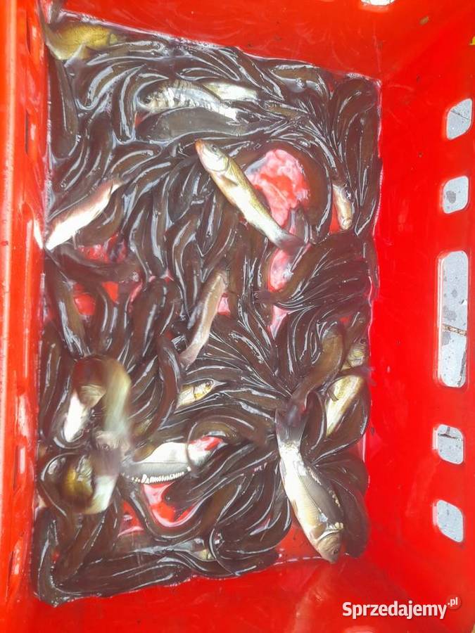 Ryby narybek Lina Karpia Karasia kolorowy Amura Konin