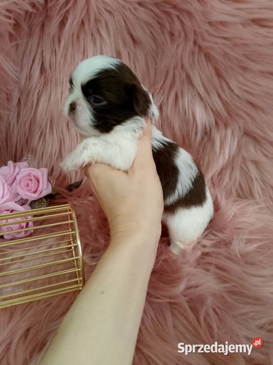 Biało czekoladowa suczka rasy ShihTzu Psy sprzedam