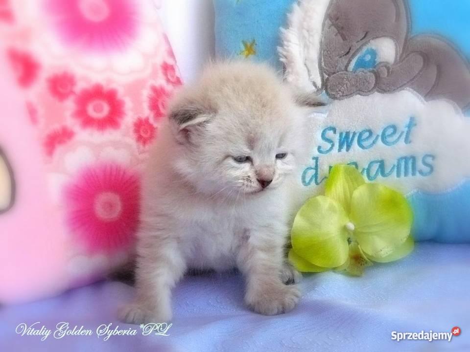 Kocięta syberyjskie rodowodowe pomorskie Tczew