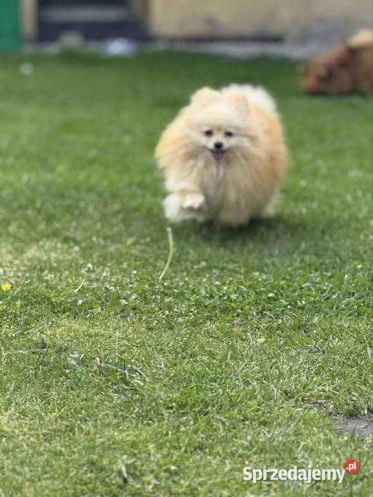 Szpic miniaturowy pomeranian Poniszowice