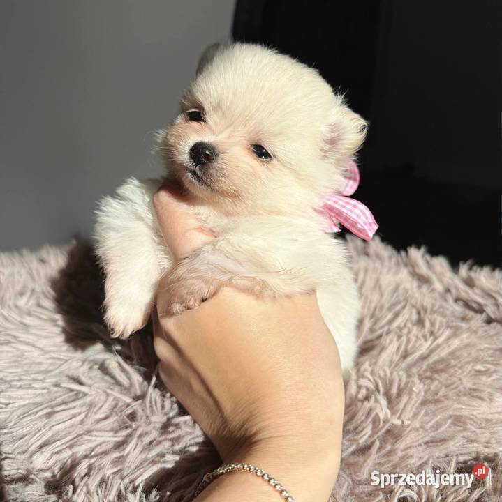 Szczeniaki rasy Szpic miniaturowy Katowice sprzedam