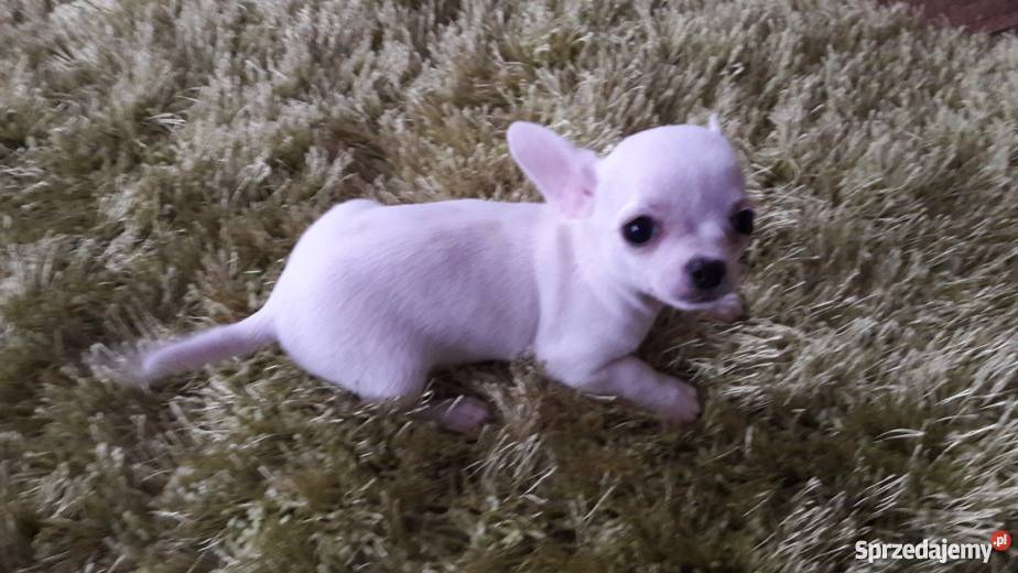 Chihuahua krótko i długowłosa Krusin