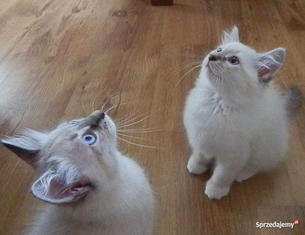 kocięta z Hodowli Sonata Księżycowa Brodnica