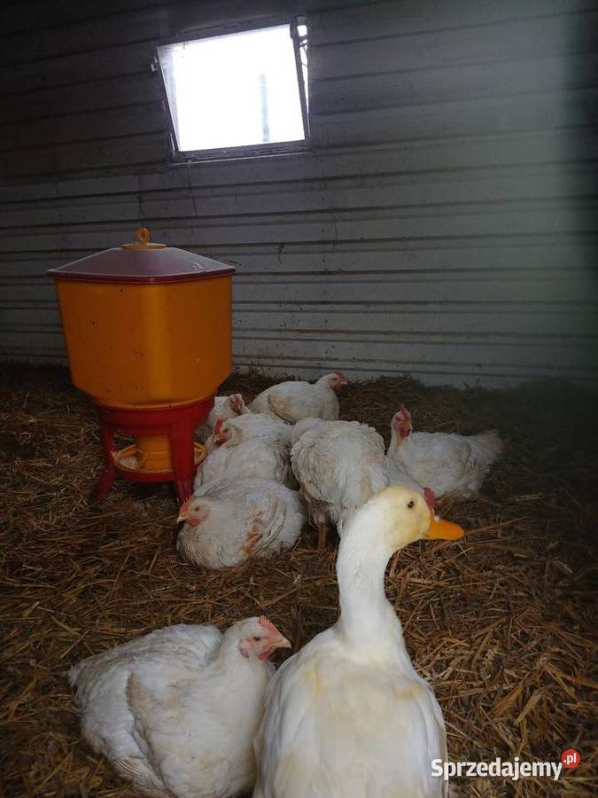 Brojlery mięsne z własnej chodowli Morąg