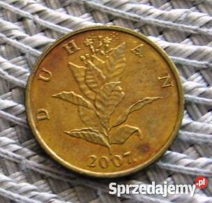 Chorwacja 10 Lipa 13 Kalisz