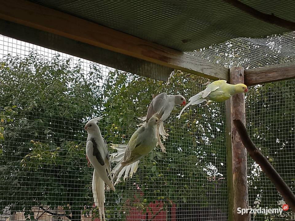Gołąbki diamentowe Ptaki Dyblin
