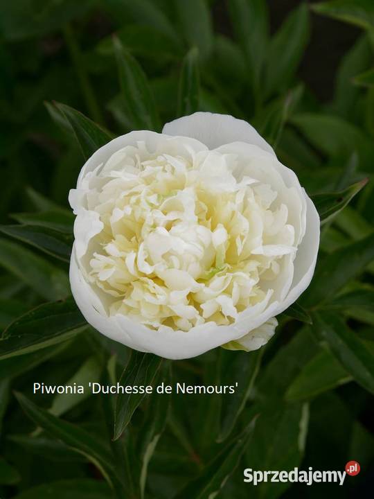 Piwonia Duchesse De Nemours Opole sprzedam