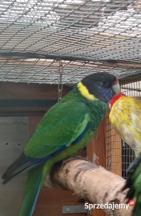 Barnard czarnogłowy Środa Wielkopolska