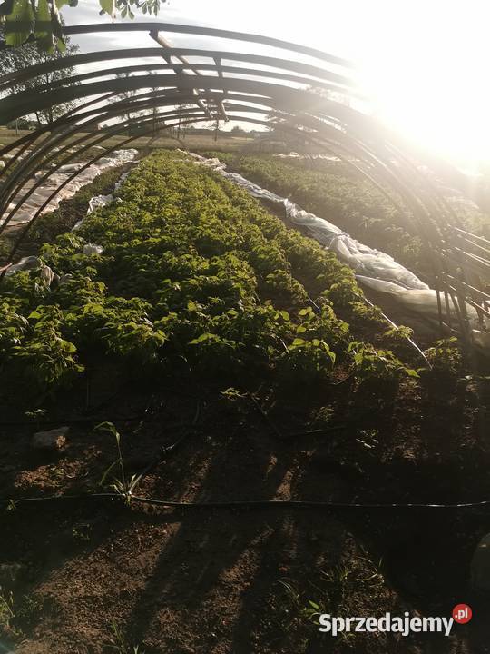 Tunele foliowe pałoki z Folią Ozorków