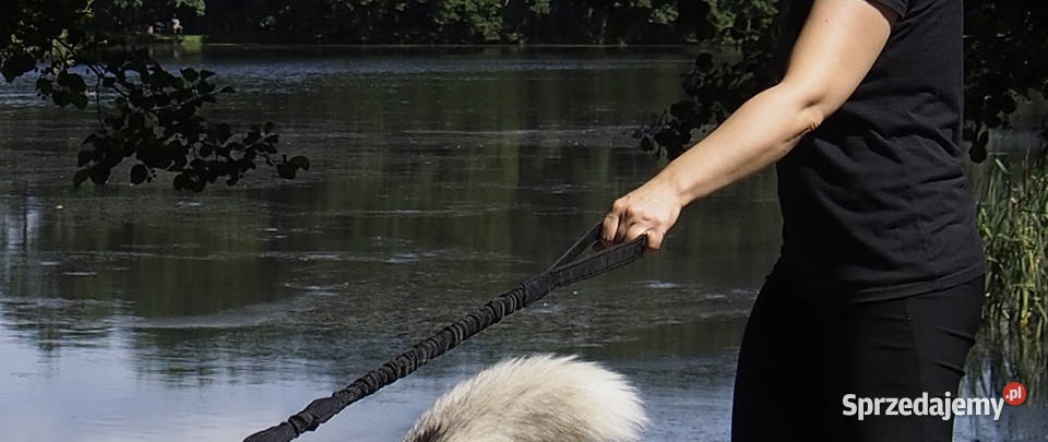 Krótka Smycz Amortyzowana Psa Soft Walk 08 PP Tychy