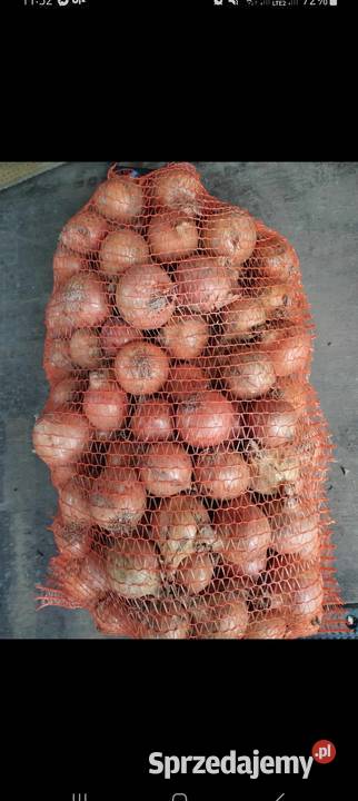 Cebula z siewu żółta Centro Rośliny przemysłowe Zaryszyn