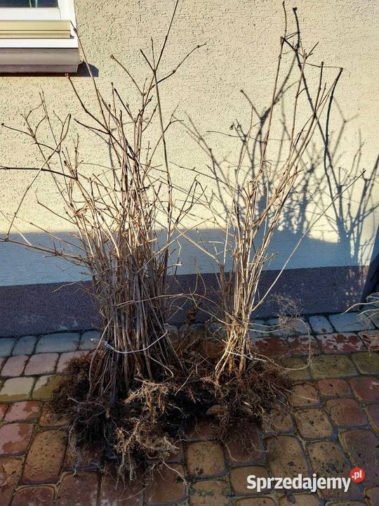 Kalina Koralowa sadzonki podkarpackie sprzedam