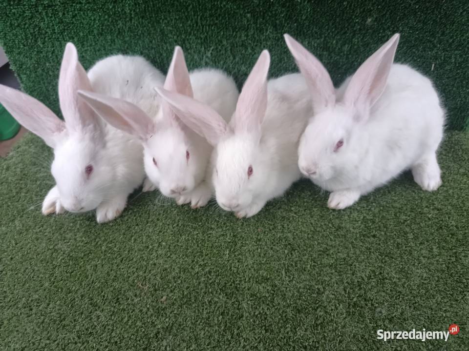 Króliki mieszańce Belgtermondzki biały wielkopolskie Kijowskie Nowiny sprzedam