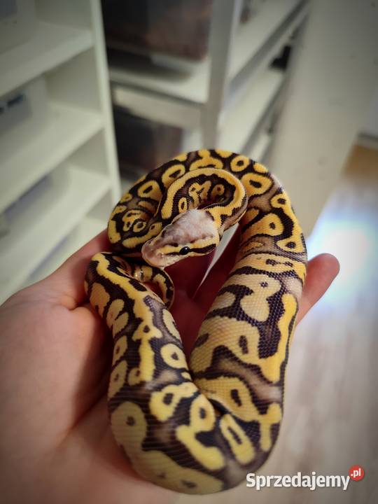 Pyton królewski samiec cb25 Pruszków