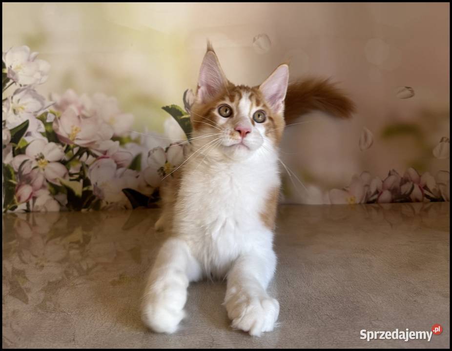 Kocurek Maine Coon Windor Już do odbioru małopolskie Kraków