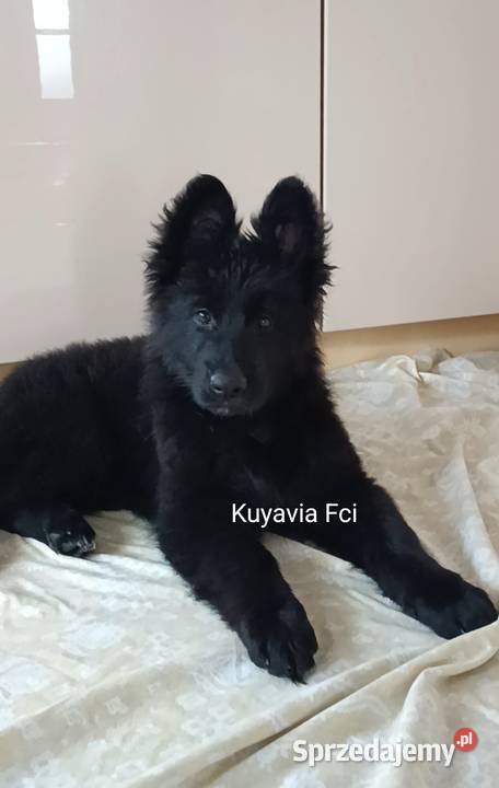 szczeniaki owczarki niemieckie długowłose ZKwP Owczarek kujawsko-pomorskie Tuchola