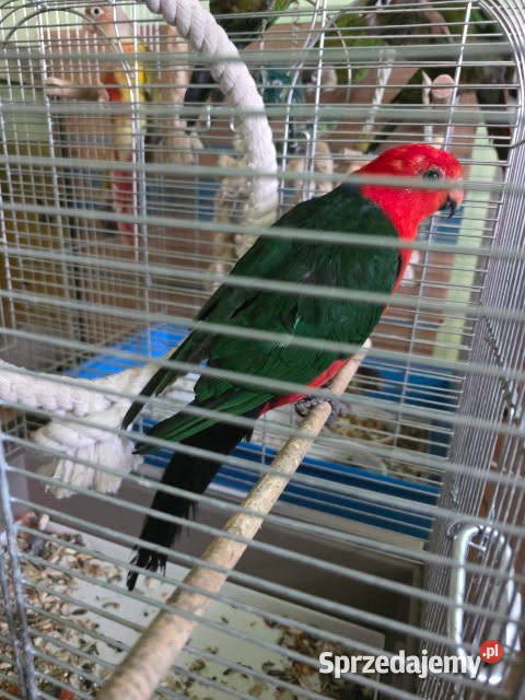 Sprzedam Szkarłatkę Królewską Szczecin sprzedam