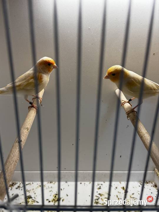 Kanarki Samce Cianowice sprzedam