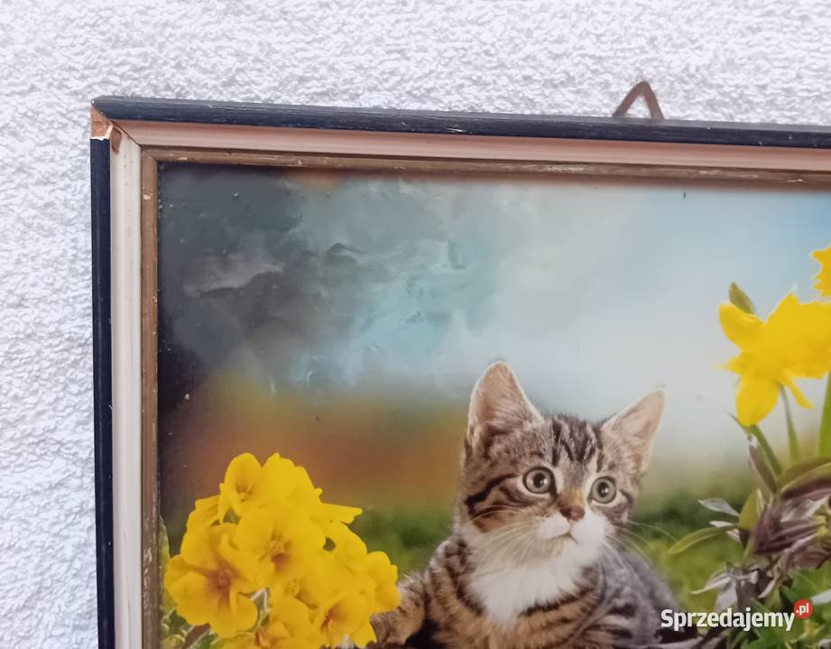 Zdjęcie kota w ramce szkłem lata 70e 80e Koźminek
