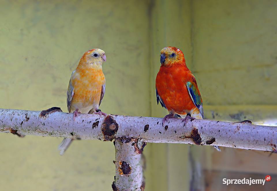 Świergotki para lęgowa orange sprzedam