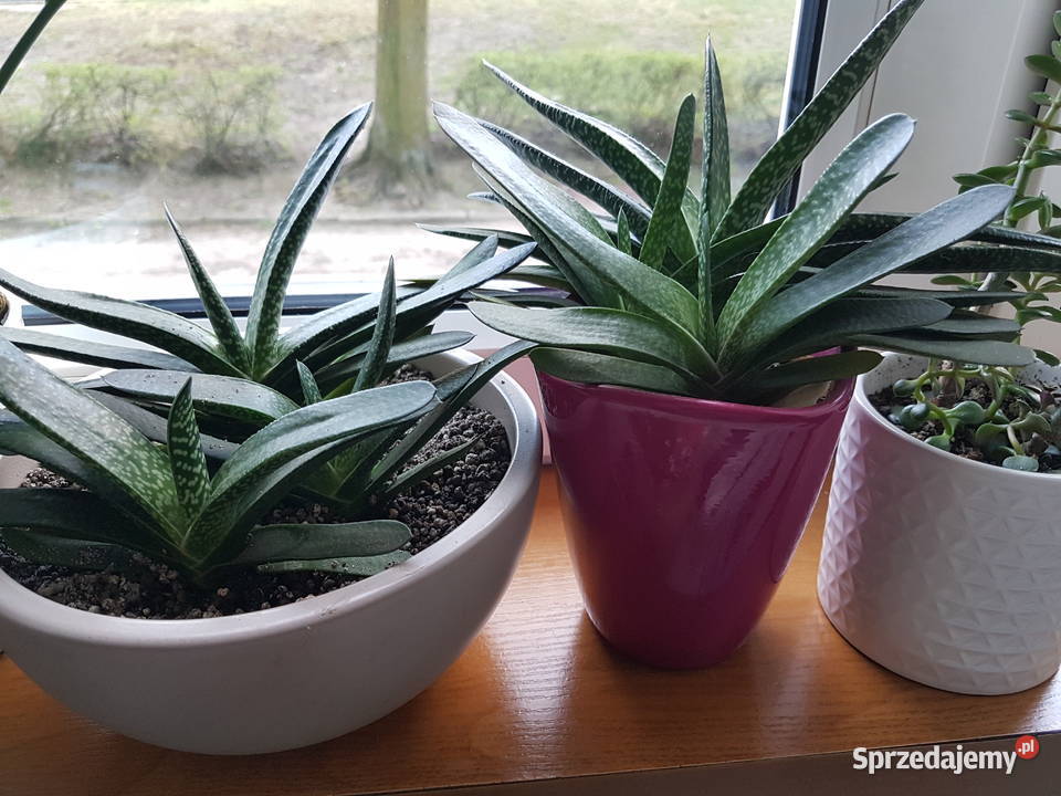 Gasteria sukulent roślina doniczkowa Trzebinia