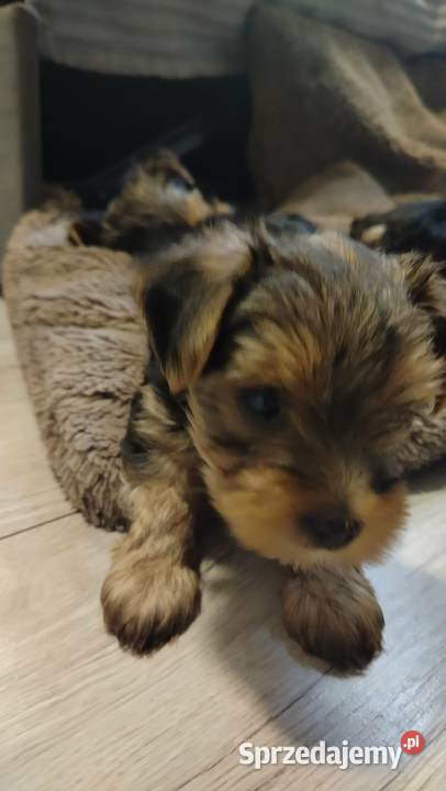Urocze Yorkshire terrier Miniaturki Łódź